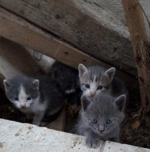 Αυτά τα πανέμορφα γατάκια αναζητούν το παντοτινό τους σπίτι
