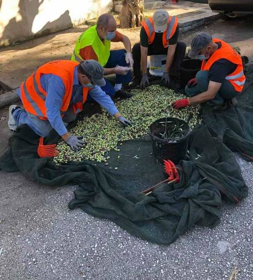 Ο Δήμος Αλίμου ξεκίνησε το μάζεμα ελιών ώστε να παράγει λάδι για το Κοινωνικό Παντοπωλείο