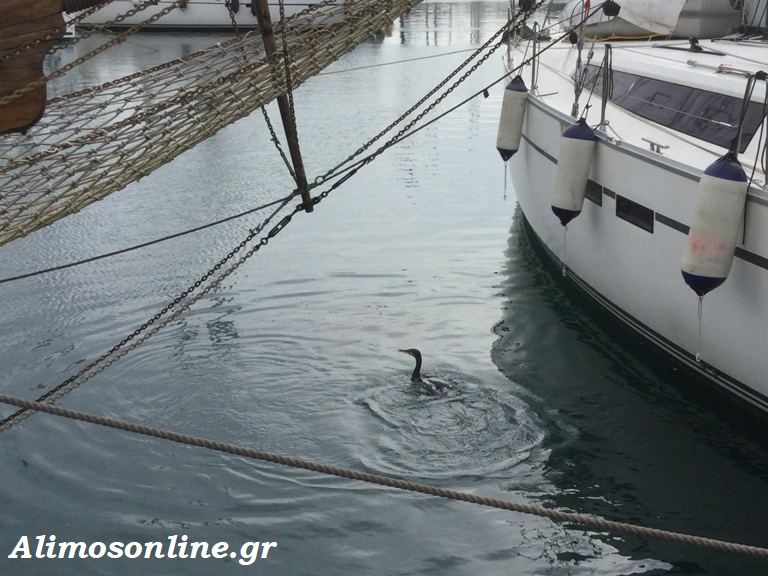 Ένας κορμοράνος απολαμβάνει το μπάνιο του στη Μαρίνα Αλίμου