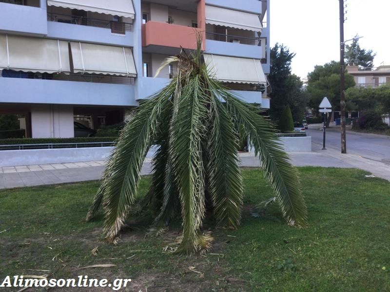  «Aρρώστησε» ο όμορφος φοίνικας της οδού Θουκυδίδου