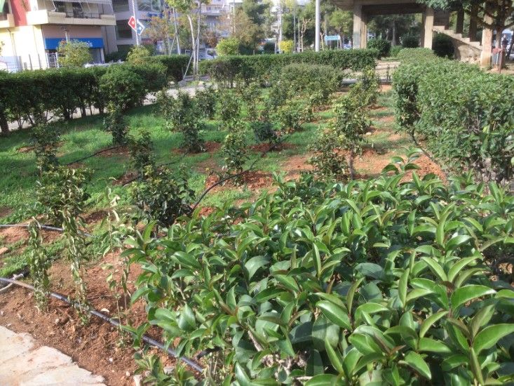 Χώρος πράσινου στο τρίγωνο Πραξιτέλους και Λ. Ελευθερίας