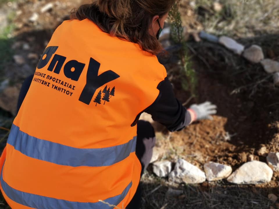 365 νέα δέντρα φυτεύτηκαν στον Υμηττό
