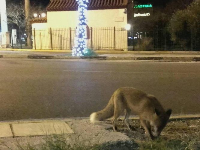 Η αλεπουδίτσα που κατέβηκε ως τη λεωφόρο Βουλιαγμένης