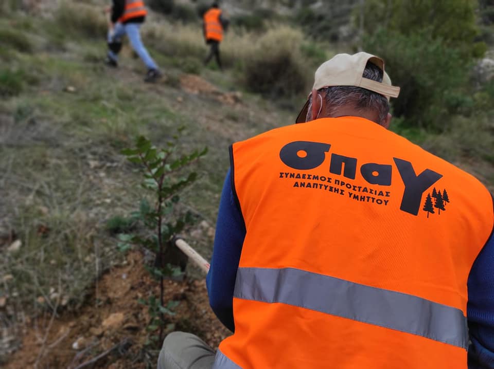 Ο ΣΠΑΥ φύτεψε συνολικά 3.000 δέντρα στον Υμηττό
