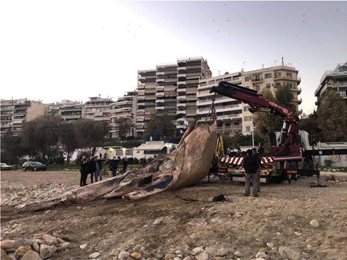 Ξεβράστηκε νεκρή φάλαινα στον Πειραιά 