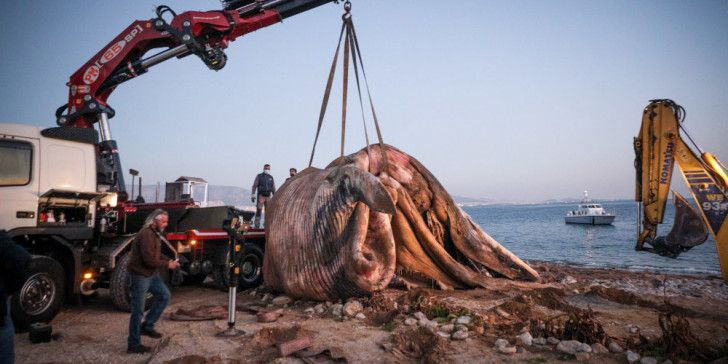Παρέμβαση της WWF για τη νεκρή φάλαινα στον Πειραιά