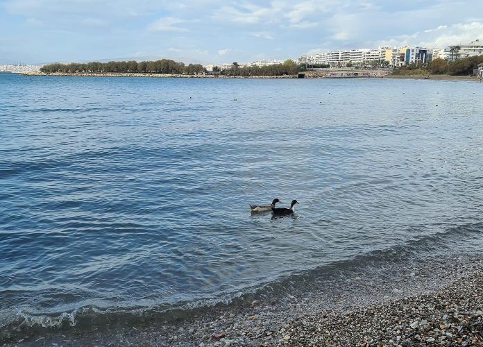 Οι πάπιες που «βολτάρουν» στο Β Αλίπεδο του Αλίμου
