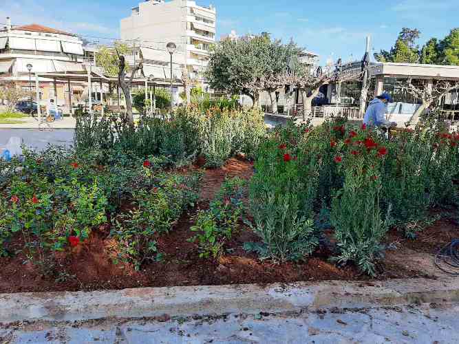 Περισσότερα από 6.000 φυτά θα «πρασινίσουν» την πλατεία Καραϊσκάκη