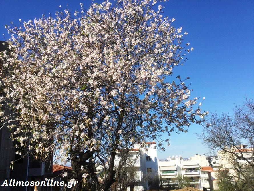 Οι αμυγδαλιές της πόλης άνθισαν και μας γεμίζουν ελπίδα