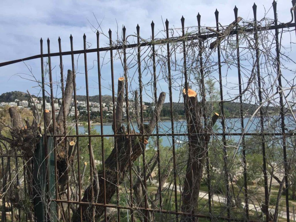 Ποινική δίωξη του δήμου Βάρης Βούλας Βουλιαγμένης για το αυθαίρετο και παράνομο κλάδεμα 42 δέντρων