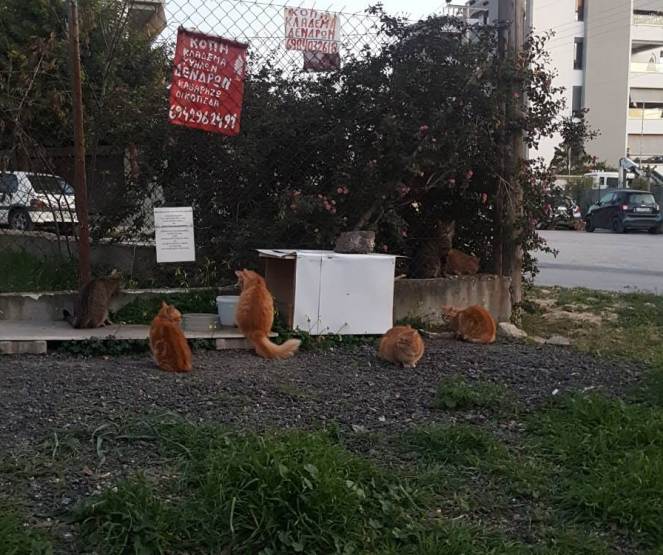 Η ανάρτηση μίας εθελόντριας που ταϊζει γατούλες, σχετικά με τη σήμανση στο σημείο ταΐσματος στην οδό Μ. Γερουλάνου