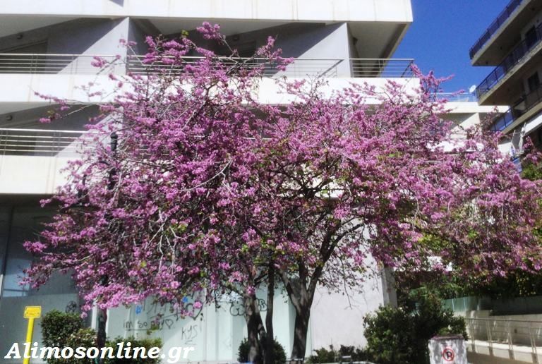 Γνωρίζετε για το «Δέντρο του Ιούδα»;