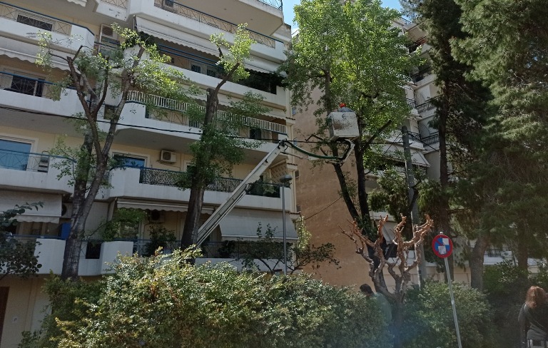Η ΑΝΙΜΑ αναφέρει πως το κλάδεμα των δέντρων στην Καλλιθέα καταστρέφει τις φωλιές των πουλιών