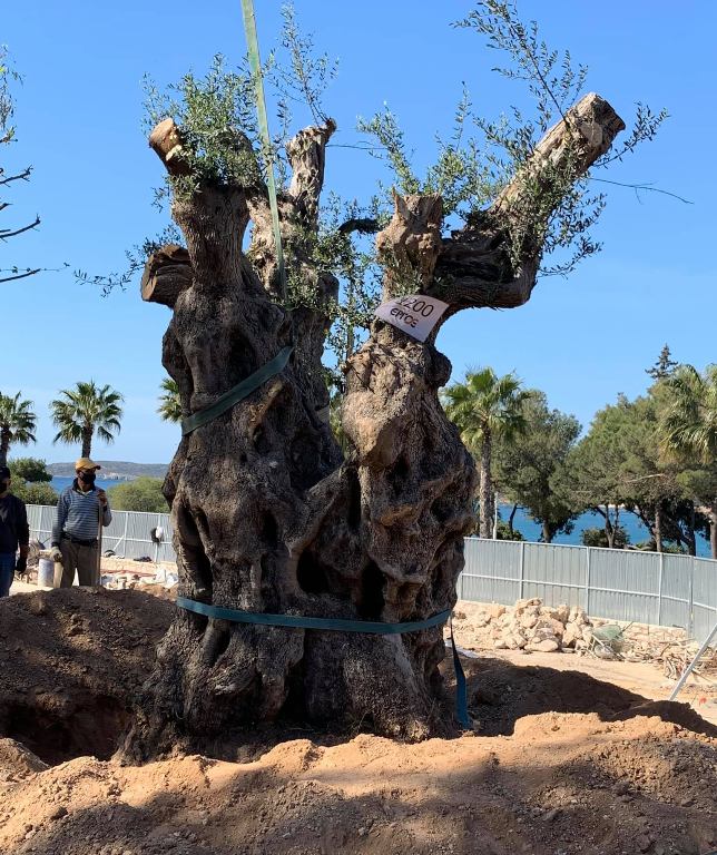 Μία ελιά 1.400 ετών βρίσκεται από χθες στη Βουλιαγμένη