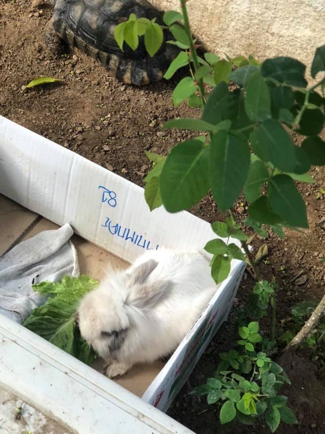 Κουνελάκι βρέθηκε στον Άλιμο