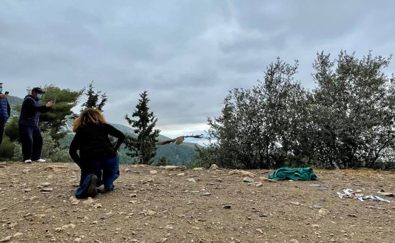 ΑΝΙΜΑ: Στον Υμηττό έγινε απελευθέρωση των πουλιών που ήταν έτοιμα για την ελευθερία