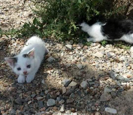 Τρία νεογέννητα γατάκια που βρέθηκαν στη Μαρίνα Αλίμου αναζητούν ένα σπίτι