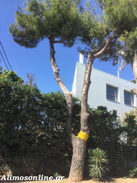 Σε οικολογικό μέτρο για την προστασία των πεύκων προχώρησε ο Δήμος μας