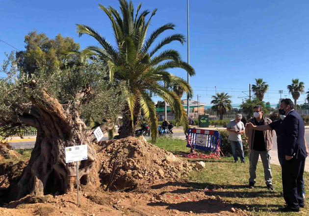 Έξι υπεραιονόβιες ελιές φυτεύονται στο Παλαιό Φάληρο
