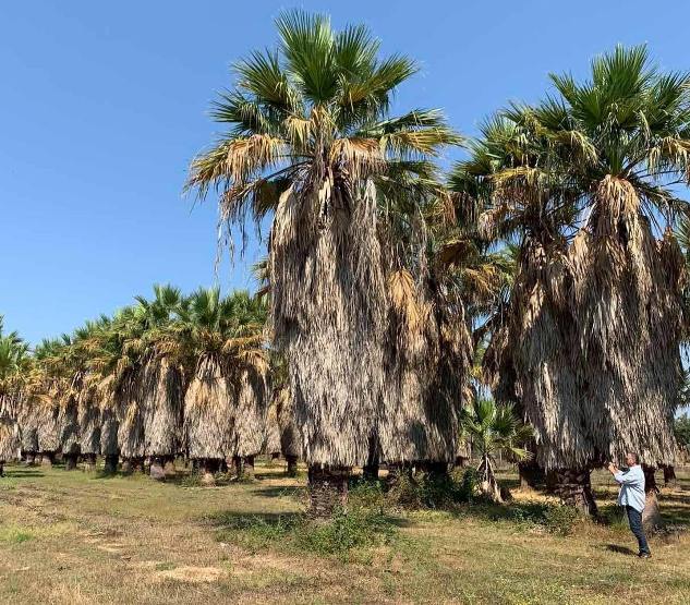 2.500 δέντρα θα φυτευτούν σε Βούλα, Βάρη και Βουλιαγμένη