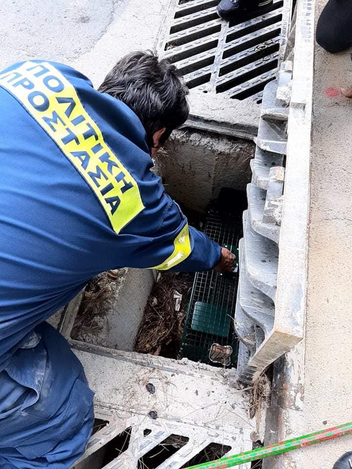 Σώθηκε γατούλα που είχε πέσει σε φρεάτιο της Βουλιαγμένης