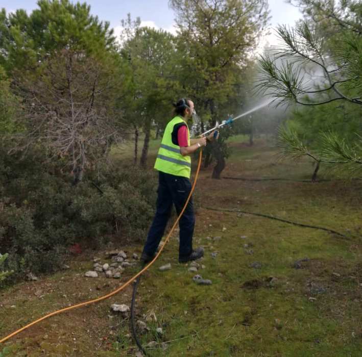 Η πρώτη φάση εργασιών για την καταπολέμηση της πιτυοκάμπης