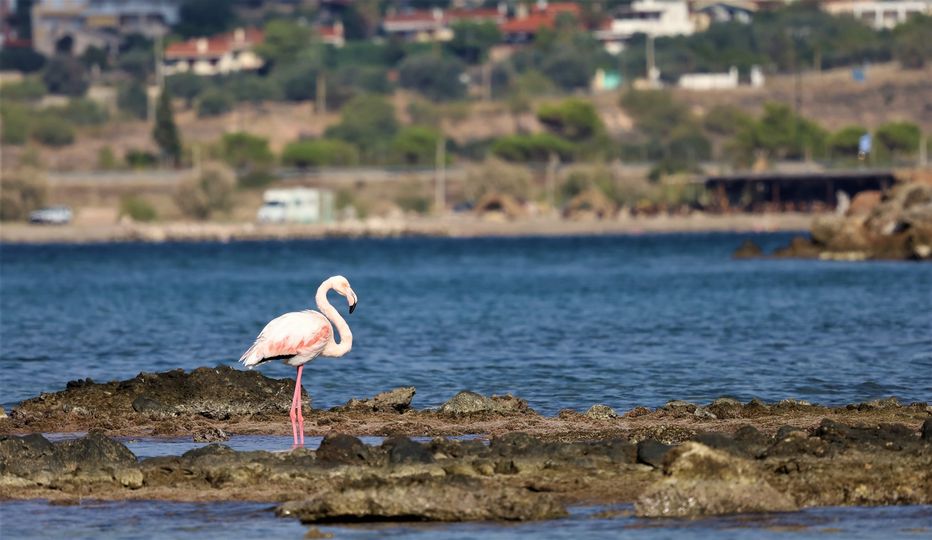 Ένα φλαμίνγκο στην παραλία της Παλαιάς Φώκαιας