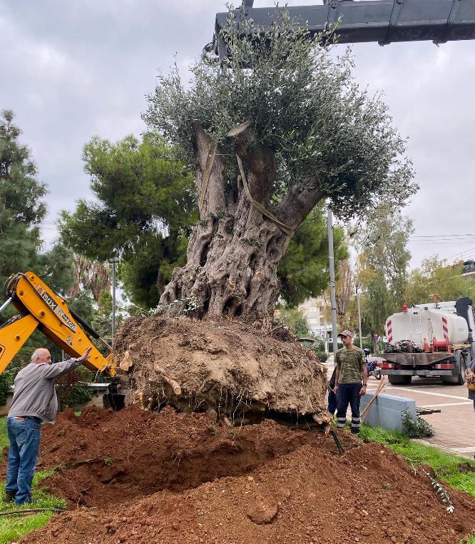 Δύο ακόμα υπεραιωνόβιες ελιές στον δήμο Βάρης Βούλας Βουλιαγμένης