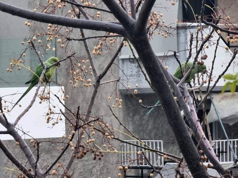 Οι «μόνιμοι κάτοικοι» της οδού Αριστοτέλους