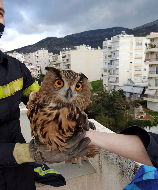 Μπούφος εγκλωβίστηκε σε στέγη της Γλυφάδας