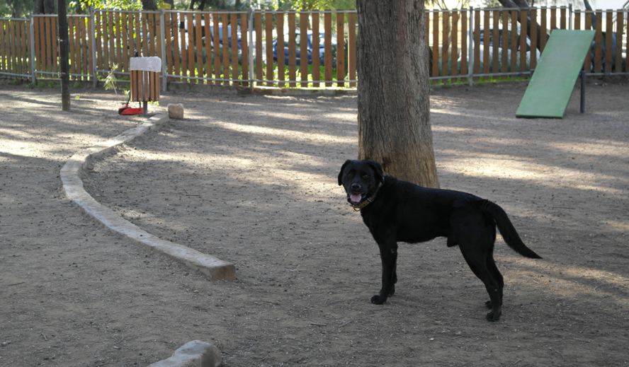 Πού είναι τα πέντε πάρκα σκύλων στον Άλιμο