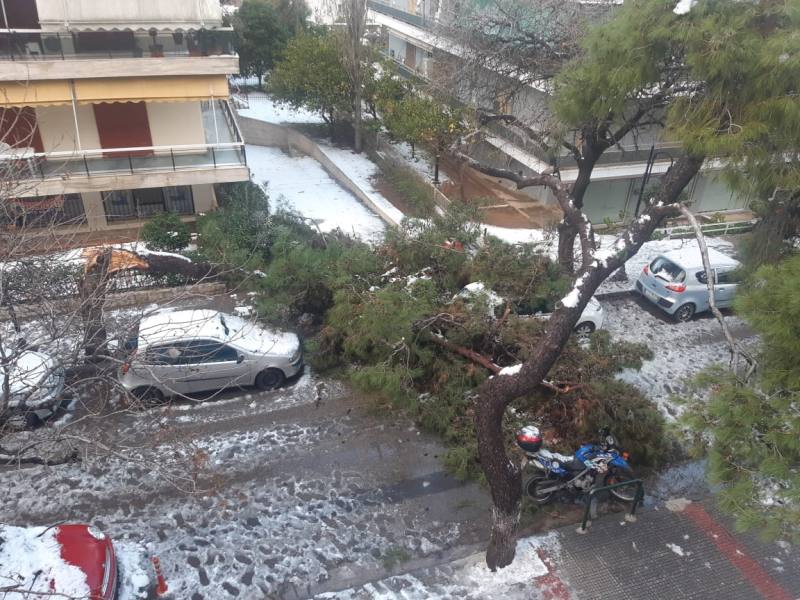 Πτώση πεύκου στην οδό Αριστοτέλους - Πολλά τα προβλήματα στην κυκλοφορία και την ηλεκτροδότηση απο πτώσεις κλαδιών και δέντρων