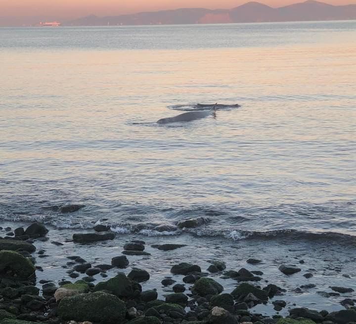 Το φαλαινοειδές βρέθηκε σήμερα στον Άλιμο