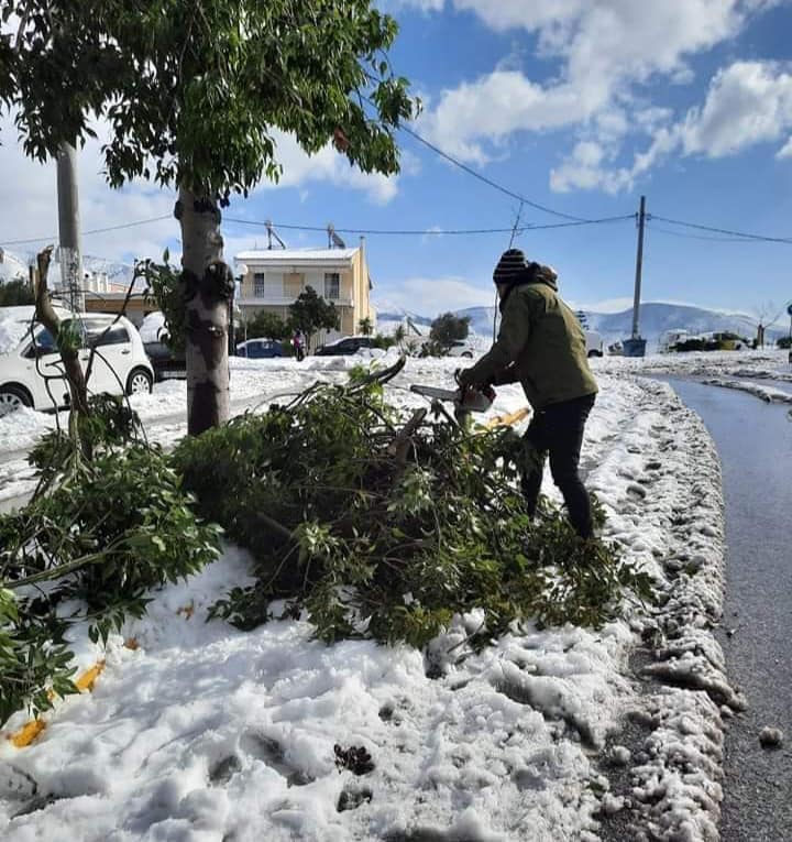 Αλιμος: Αρνήθηκε στον δήμο να κόψουν δέντρο, αλλά όταν έπεσε στο όχημά του ζήτησε αποζημίωση