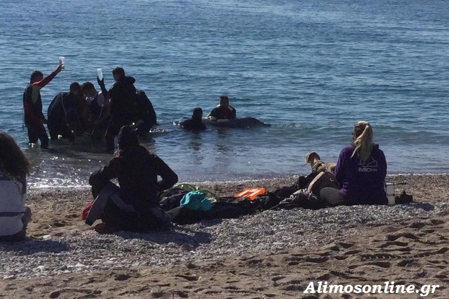 Το Ινστιτούτο «Αρχιπέλαγος» καταγγέλλει πως έγιναν σοβαρά λάθη και υπήρξαν κωμικοτραγικές καταστάσεις στην περίθαλψη του ζιφιού