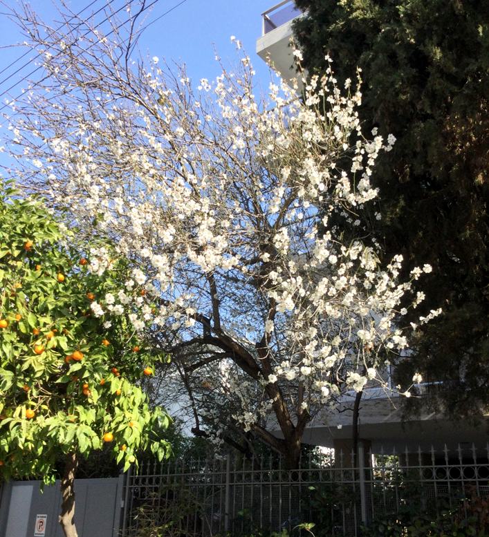 Οι αμυγδαλιές της πόλης άνθισαν
