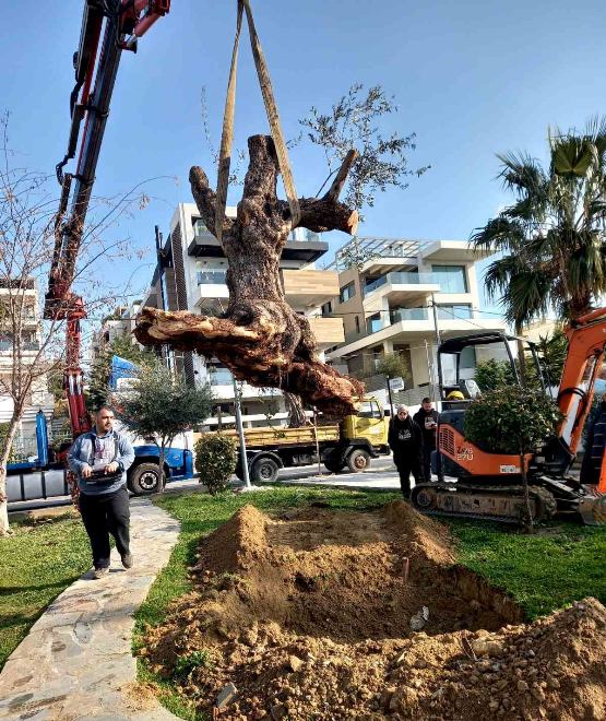 7 υπεραιωνόβιες ελιές στον Άλιμο