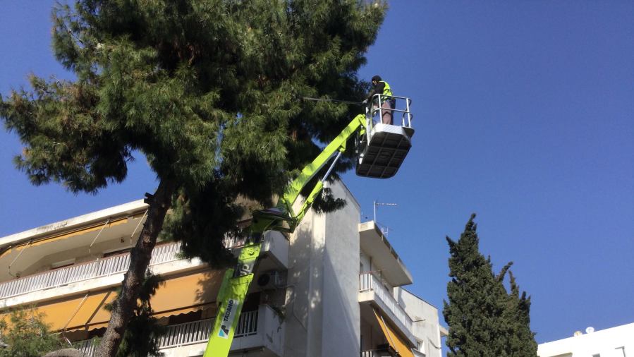 Καθαρίζονται τα πεύκα του Αλίμου από την πιτυοκάμπη – Γιατί είναι απαραίτητος ο καθαρισμός τους