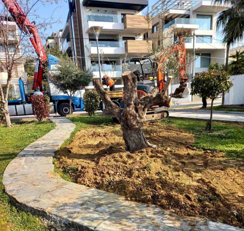 Τα σημεία του Αλίμου που βρίσκονται οι υπεραιωνόβιες ελιές