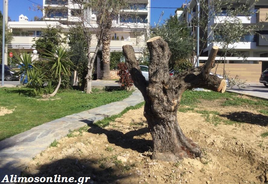 Οι 7 υπεραιωνόβιες ελιές του Αλίμου στα «Καλά Νέα» των ειδήσεων