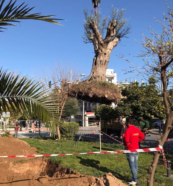 Υπεραιωνόβιες ελιές μεταφυτεύτηκαν στον δήμο Αγίου Δημητρίου