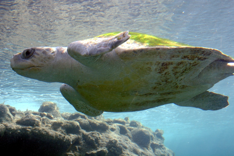 Νεκρή θαλάσσια χελώνα εντοπίστηκε στη Μαρίνα Αλίμου