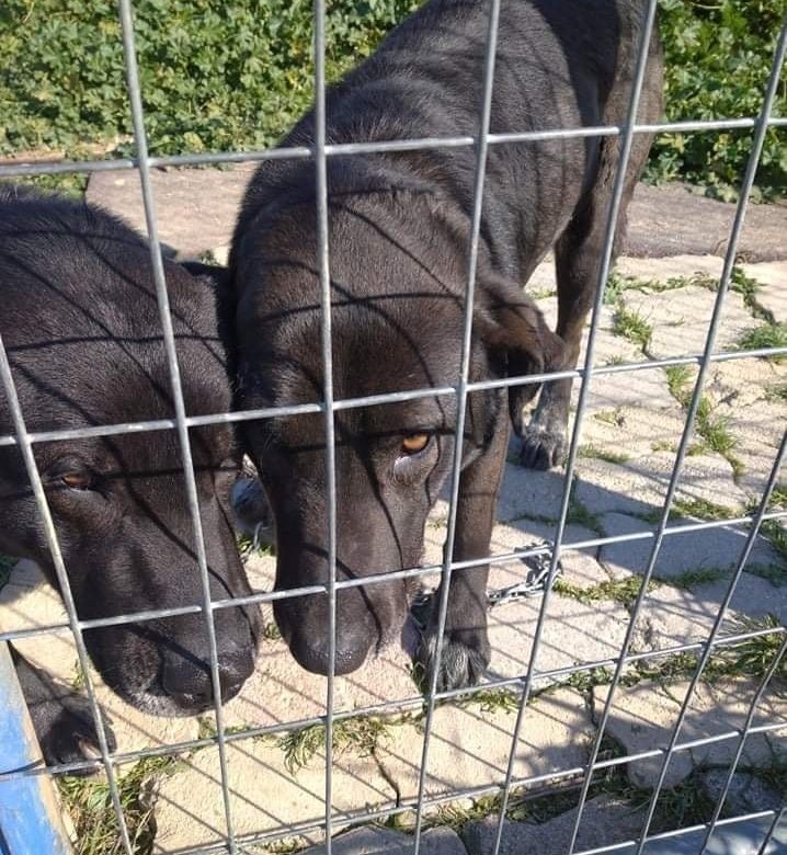 Άφησαν δύο σκυλάκια σε περιφραγμένο οικόπεδο του Δήμου Αλίμου που φιλοξενεί αδέσποτα