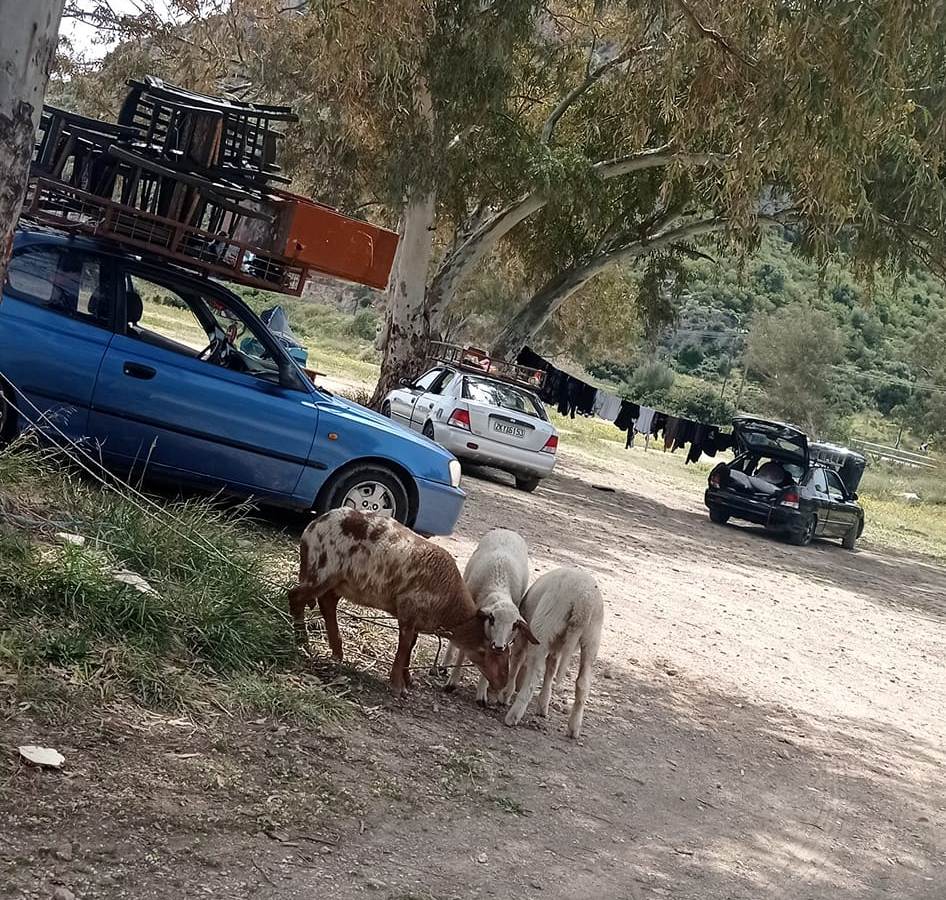 Διασώθηκαν τρία αρνάκια από σφαγή που θα γινόταν στο υπαίθριο parking του Mojito Bay