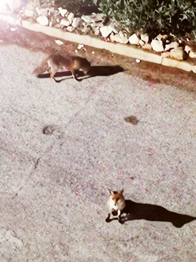 Αλεπουδίτσες κατέβηκαν στη Βάρκιζα
