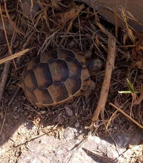 Χελωνάκι σε οικόπεδο της οδού Κυθήρων