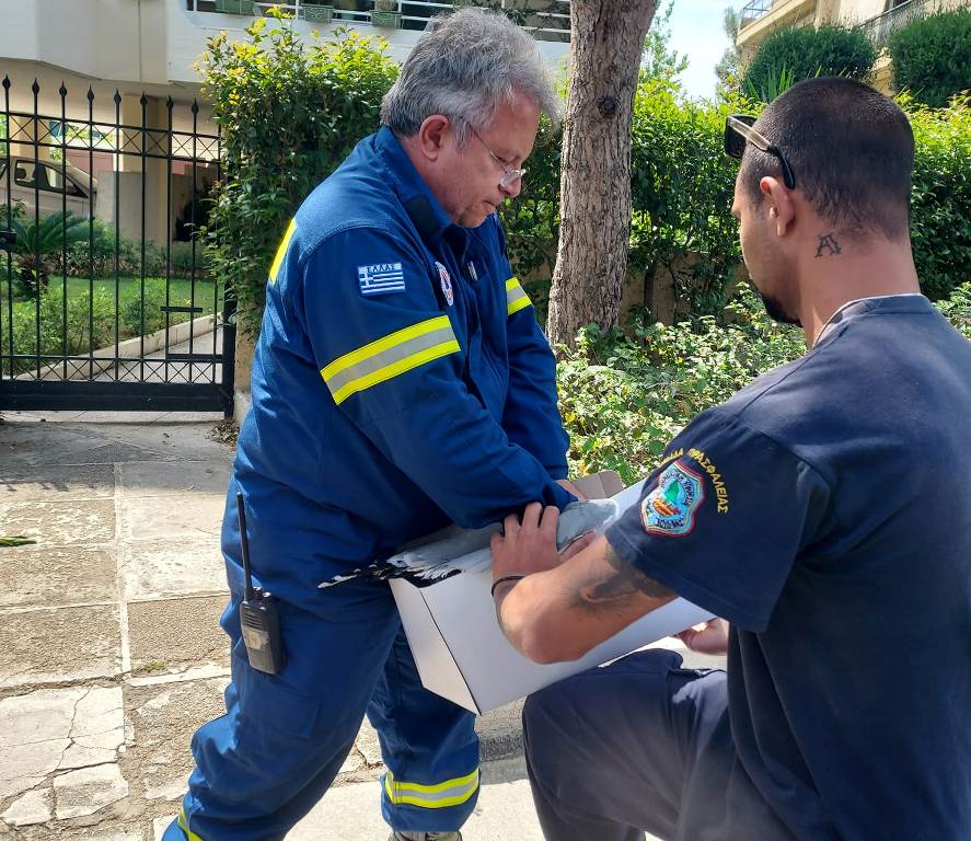 Βούλα: Εθελοντές βοήθησαν τραυματισμένο γλάρο