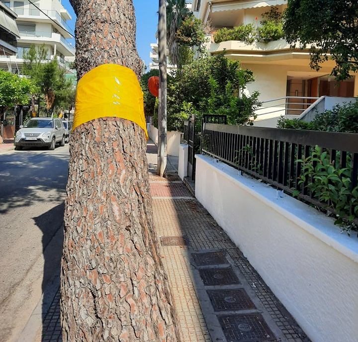 Αντικαθίστανται οι κίτρινες ταινίες στα πεύκα της πόλης μας