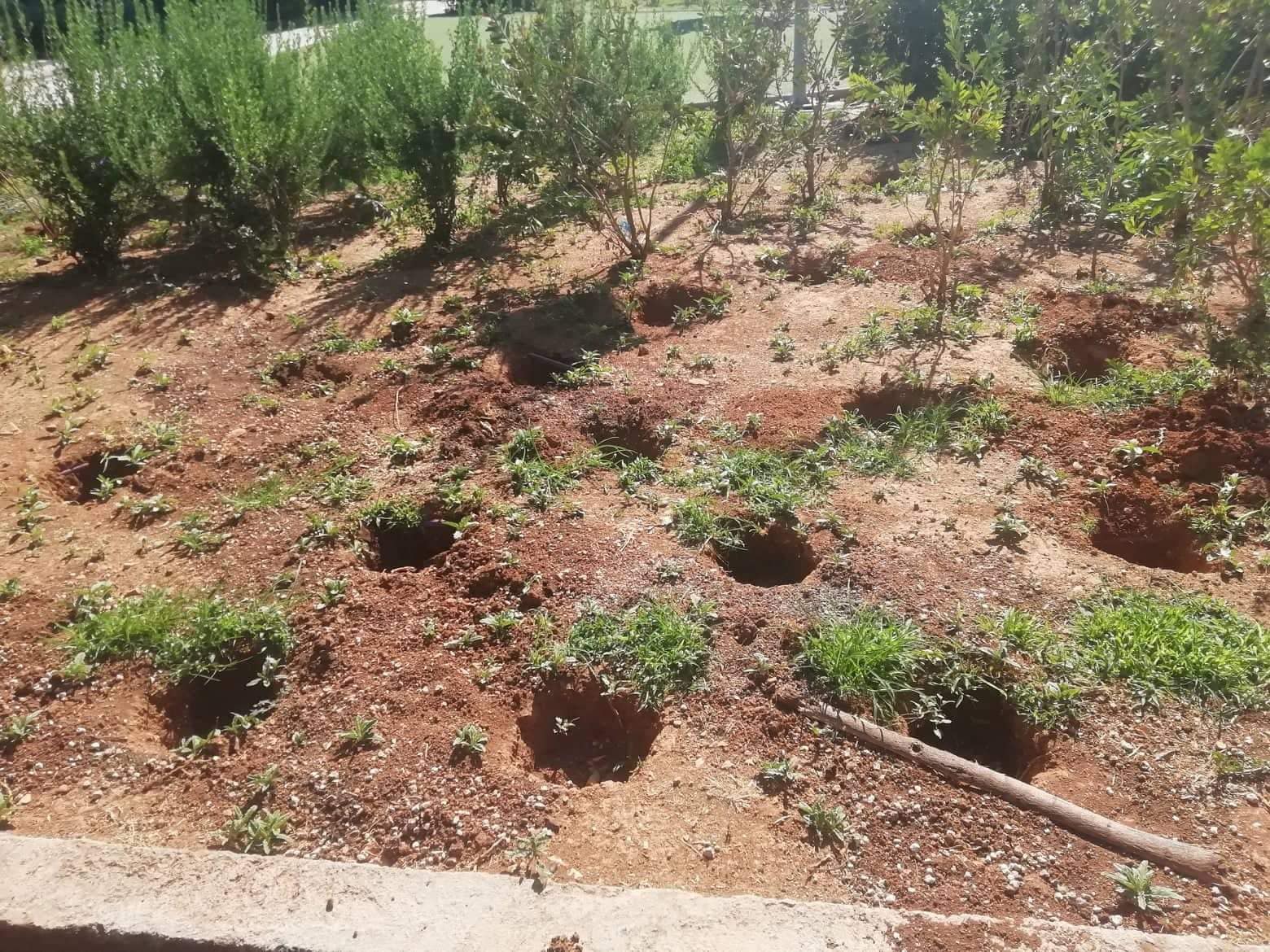 Έσκαψαν και έκλεψαν τους θάμνους που φυτεύτηκαν την Κυριακή στην πλατεία Καραϊσκάκη