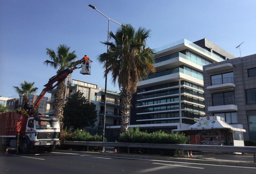 Καθαρίζονται οι φοίνικες στη νησίδα της λεωφόρου Ποσειδώνος